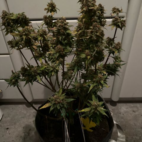 White Widow # 2 growlog timeline photo