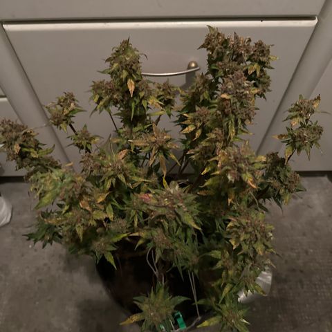 White Widow # 2 growlog timeline photo
