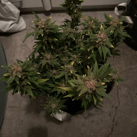 White Widow # 2 growlog timeline photo