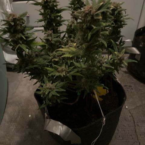 White Widow # 2 growlog timeline photo