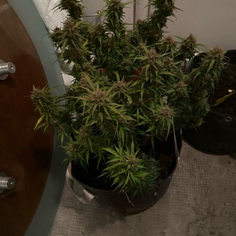 StrawZ # 1 growlog timeline photo