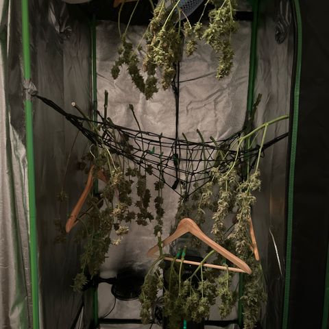 StrawZ # 1 growlog timeline photo