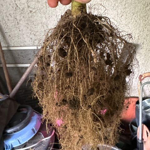 StrawZ # 1 growlog timeline photo