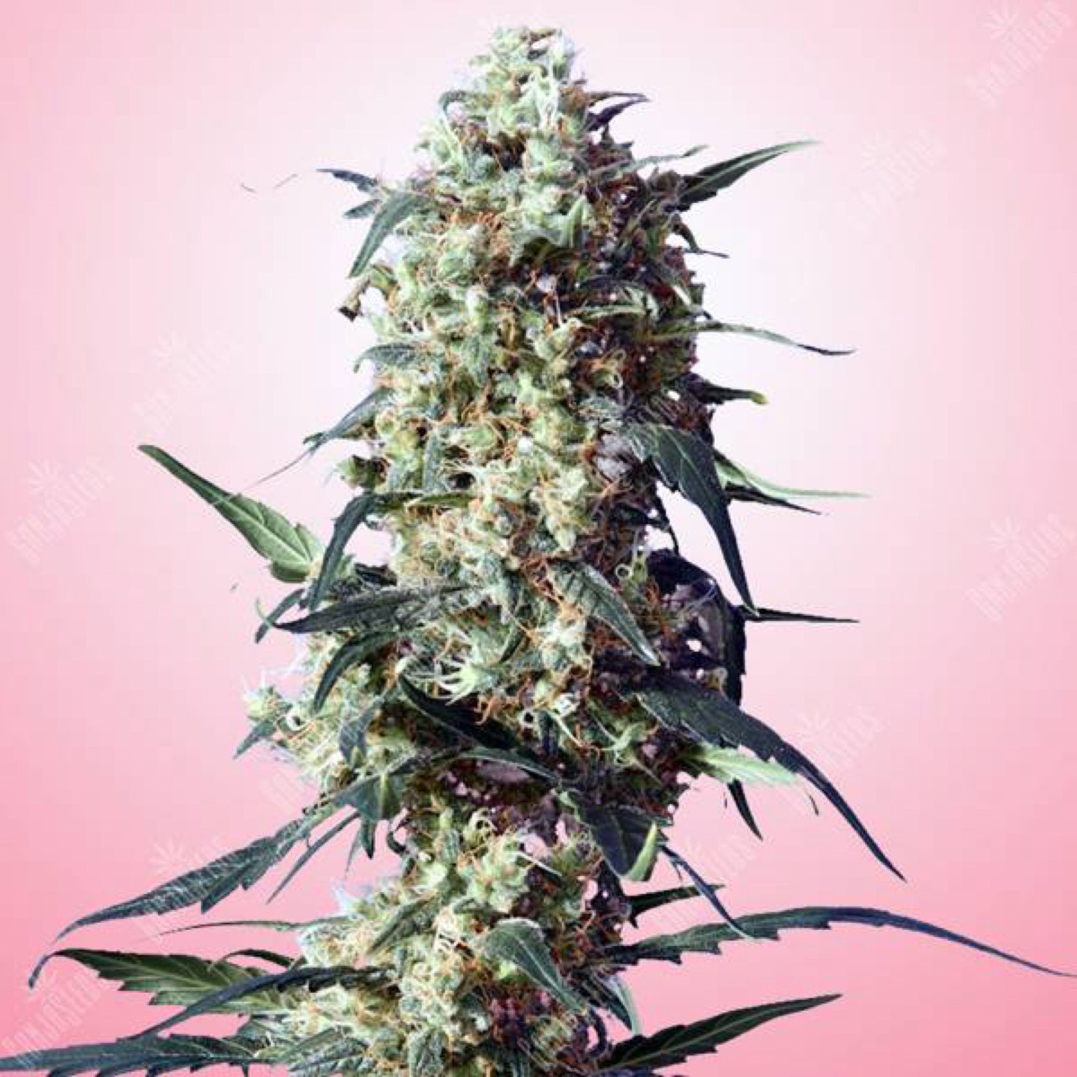 White Strawberry Skunk growlog header