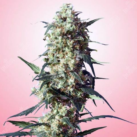 White Strawberry Skunk growlog photo