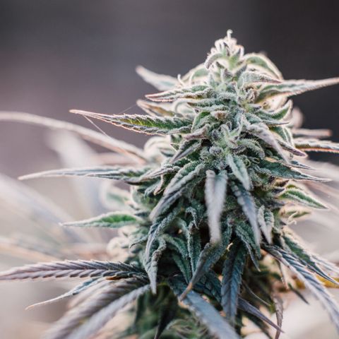 White Widdow growlog timeline photo