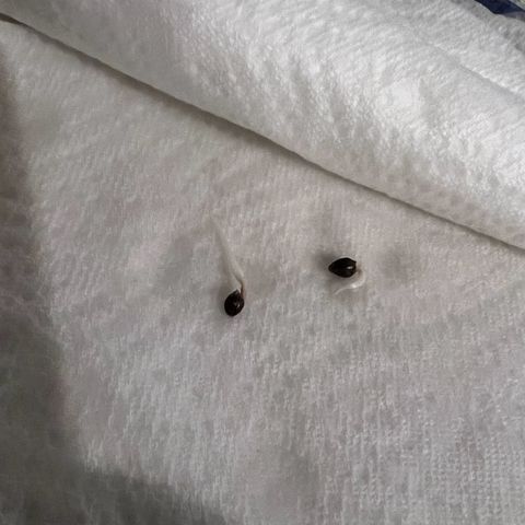 White Widdow growlog timeline photo