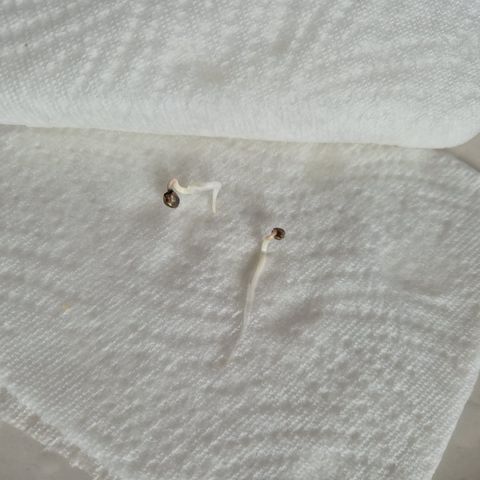 White Widdow growlog photo: Tag 3 im Zewa