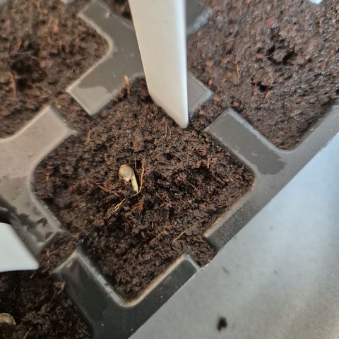 White Strawberry Skunk growlog photo: Im Anzuchtballen