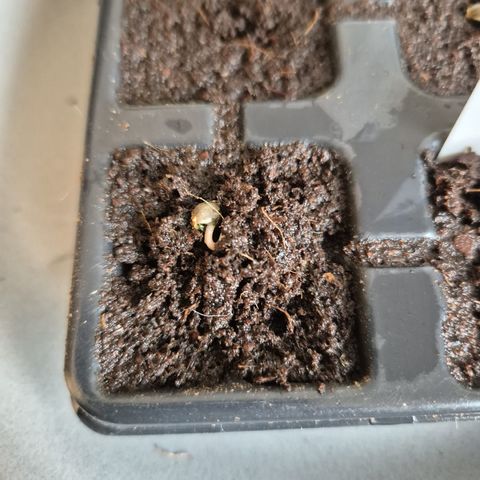 White Widdow growlog photo: Im Anzuchtballen