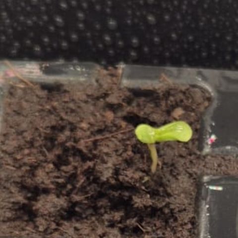The Church  growlog photo: Los geht’s 