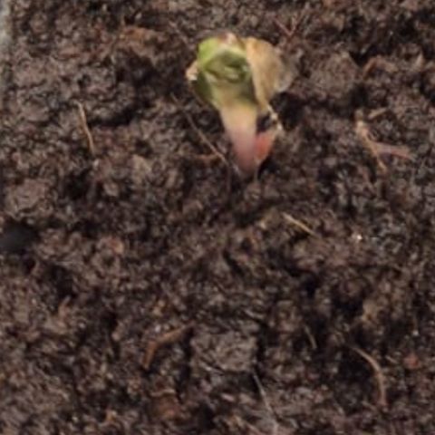 White Widdow growlog photo: Los geht’s 