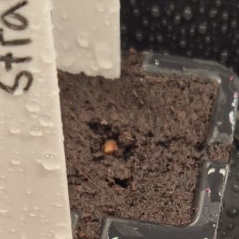 The Church  growlog photo: Los geht’s 
