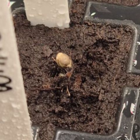 White Strawberry Skunk growlog photo: Los geht’s (kommt am langsamsten)