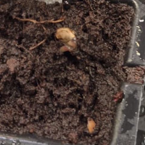 White Widdow growlog photo: Los geht’s 