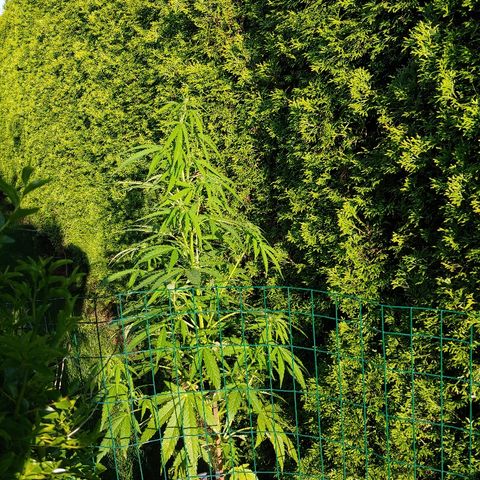 CBD Angel growlog timeline photo