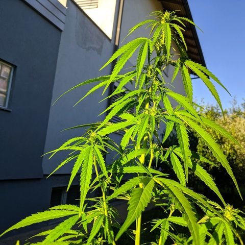 CBD Angel growlog timeline photo