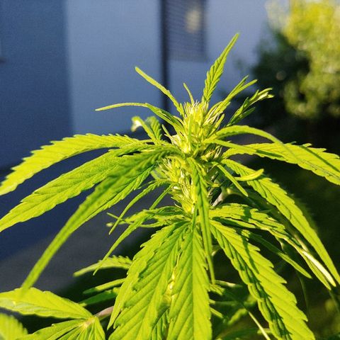 CBD Angel growlog timeline photo