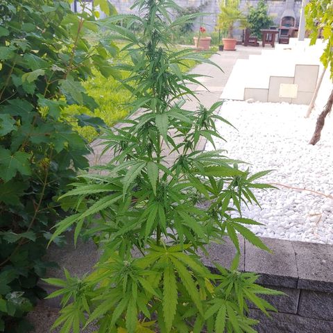 CBD Angel growlog timeline photo