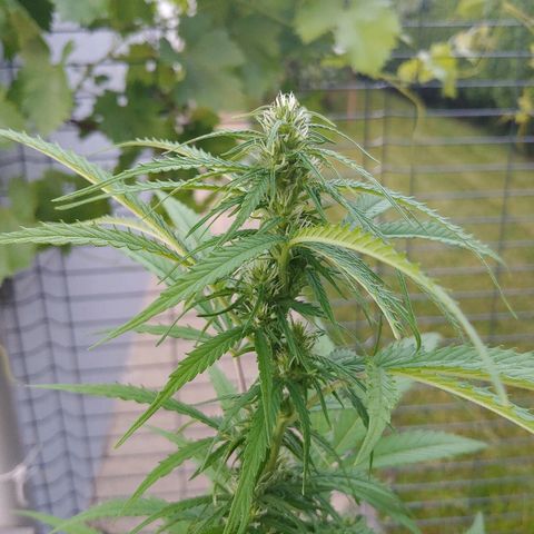 CBD Angel growlog timeline photo