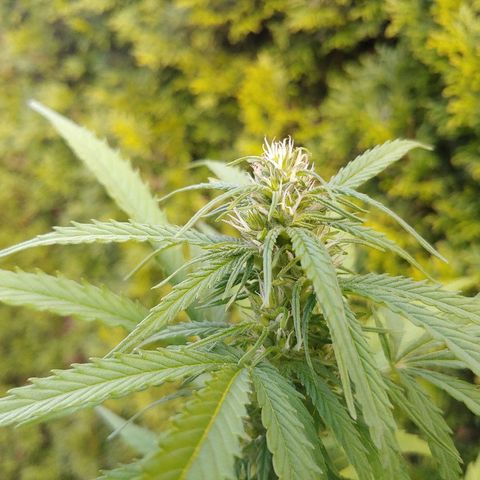 CBD Angel growlog timeline photo