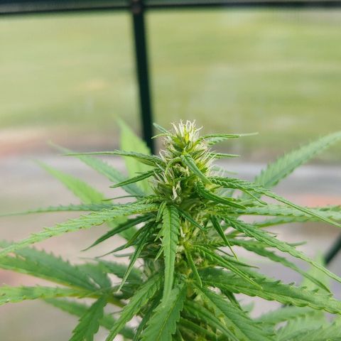 CBD Angel growlog timeline photo