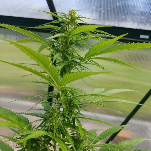 CBD Angel growlog timeline photo