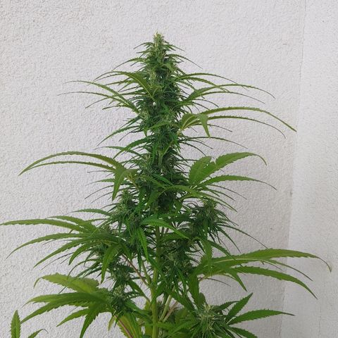 CBD Angel growlog timeline photo