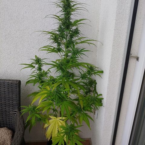 CBD Angel growlog timeline photo