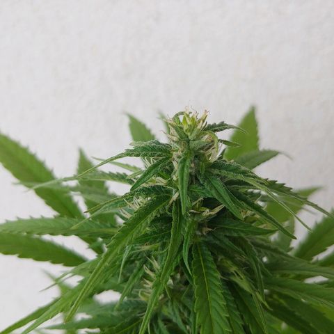 CBD Angel growlog timeline photo