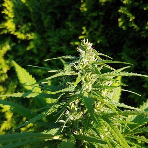 CBD Angel growlog timeline photo