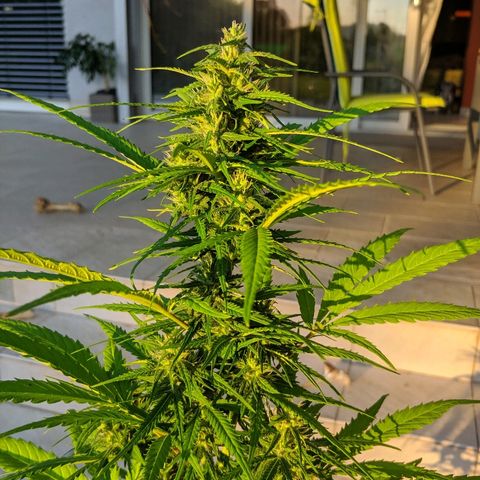 CBD Angel growlog timeline photo