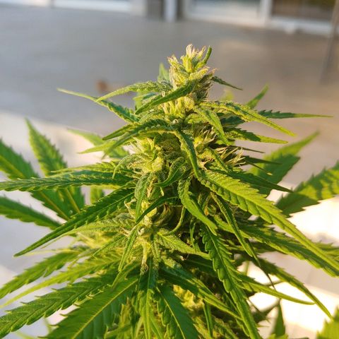 CBD Angel growlog timeline photo