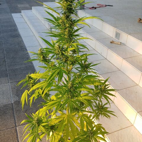 CBD Angel growlog timeline photo