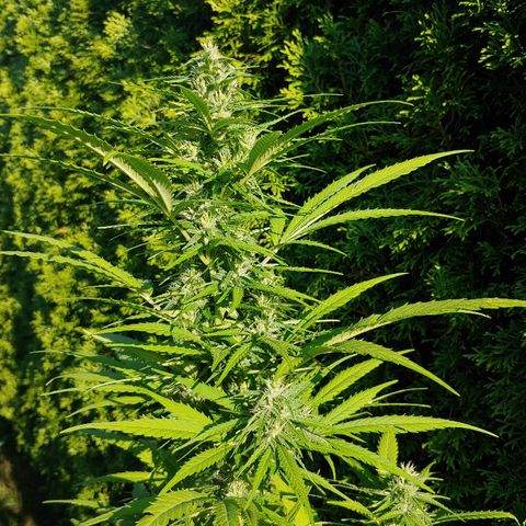 CBD Angel growlog timeline photo
