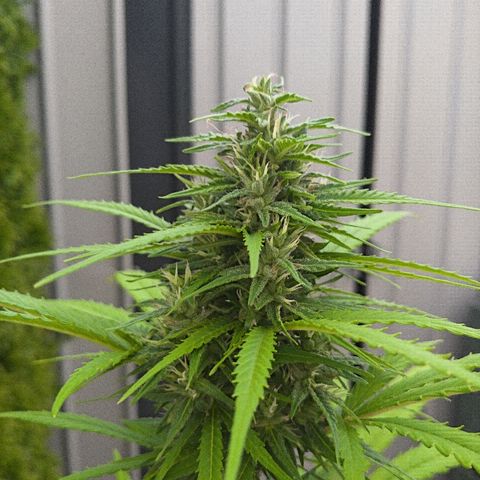 CBD Angel growlog timeline photo