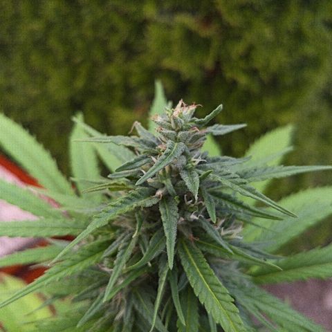 CBD Angel growlog timeline photo