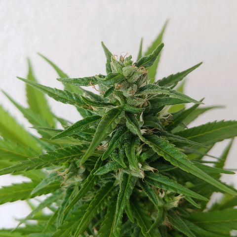 CBD Angel growlog timeline photo