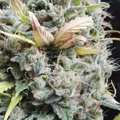 Moloka'i Purpz growlog timeline photo
