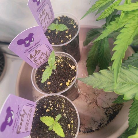 Auto Frosty growlog timeline photo