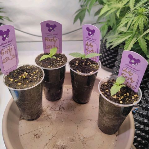 Auto Frosty growlog timeline photo