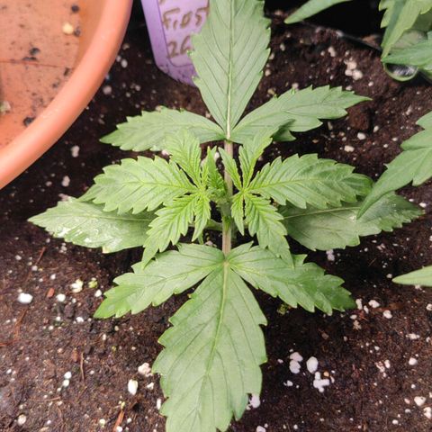 Auto Frosty growlog timeline photo