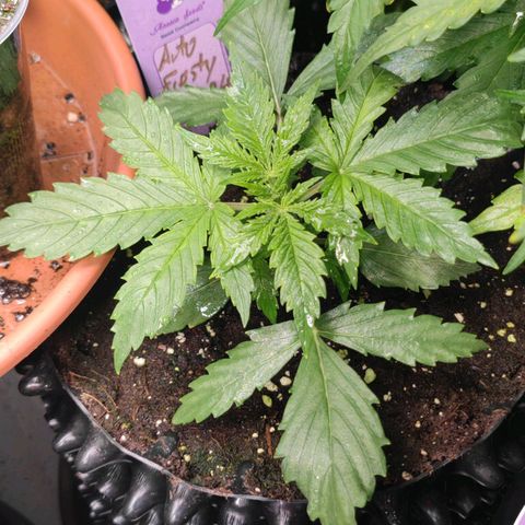 Auto Frosty growlog photo: 8cm