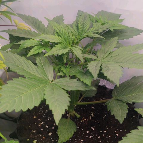 Auto Frosty growlog photo: 20cm