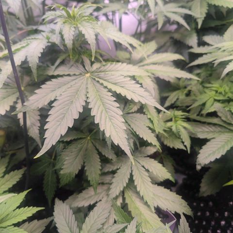 Auto Frosty growlog photo: 38cm