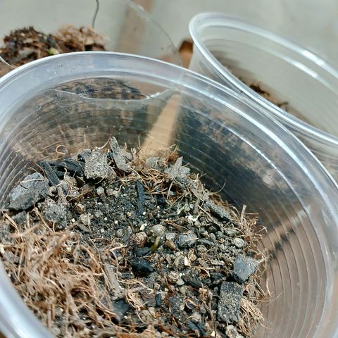Cleide e Cláudia  growlog photo: brotaram da terra de ontem pra hoje