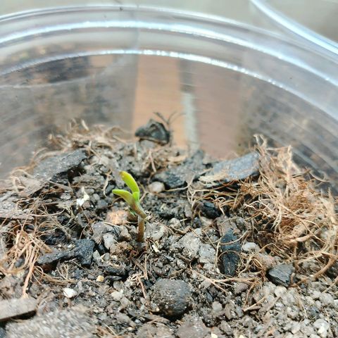 Cleide e Cláudia  growlog photo: seguem se desenvolvendo bem, tirei a casquinha da semente hoje e vamos na fé 