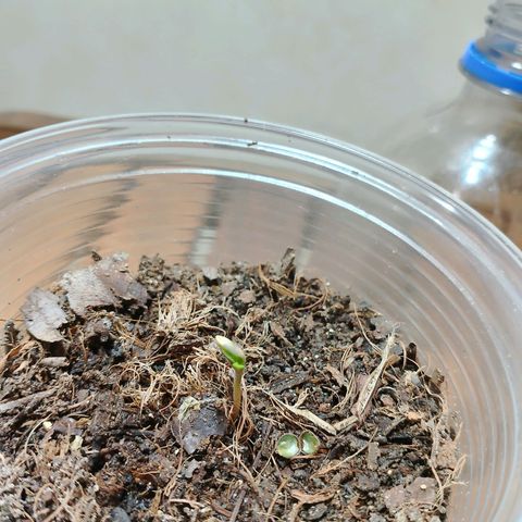 Cleide e Cláudia  growlog photo: seguem se desenvolvendo bem, tirei a casquinha da semente hoje e vamos na fé 