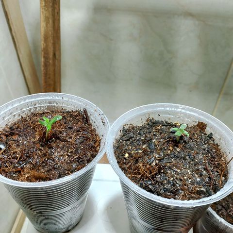 Cleide e Cláudia  growlog photo: completei o copo com substrato, e botei elas mais prox do led p pegar 100 ppfd