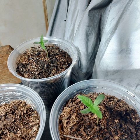 Cleide e Cláudia  growlog photo: dia 04 botei p tomar sol pela tarde